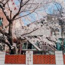벚꽃집