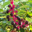 빛 소리 Ⅱ 이미지