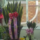 돈바돈바 이미지