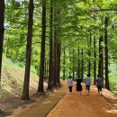 황토메타길 이미지