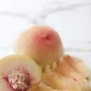 분예농장 | 치악산 백도복숭아 :: 이준예농장 달콤한 말랑이복숭아 후기!