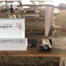 베풀 장어 이미지