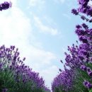 라벤다 이미지