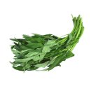 모닝글로리 이미지