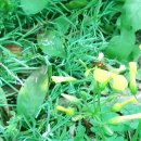 마녀샌드위치 이미지