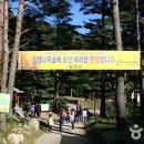 은행나무숲 입구 이미지