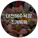 조개톡톡 | 무한리필 대천해수욕장 조개구이, 조개찜 구성 좋은 조개톡톡 후기