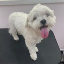 디어펫살롱 이미지