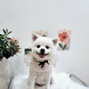 몽몽샬롱 | 세종 보람동 몽몽샬롱 애견미용 후기