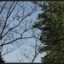 숲의 소리 이미지