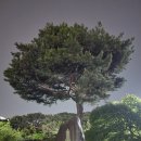 청주 송정동 솔밭공원 소나무 숲길 걷기 좋았던 조용한 밤 산책 후기