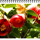 해금강낙원 이미지