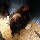 행정말농장 이미지