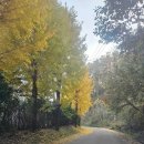 산들헌 | 옥천 살아보기 5일차-청풍정의 가을