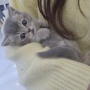 수원고양이분양드림캣안심분양센터