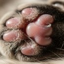 멜팅그루밍 | 고양이 발바닥 갈라짐 해결! 마라피키 케어밤 무향 내돈내산 솔직 후기