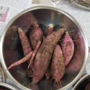 안양시수리장애인종합복지관 | 테라스 화분에서 고구마 수확 - 장애인종합복지관 원예수업