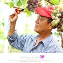 대가포도농원 이미지