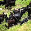 강원도흑염소 이미지