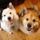 NOBLESSE.PET 이미지