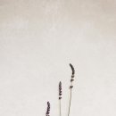 라벤다아로마 이미지