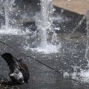 까치공원 바닥분수 이미지