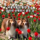 강서개화축구장 화장실 | 서울식물원 튤립 개화현황 4월 | 강아지랑 산책하기 좋은 강서구 봄꽃명소