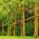 레인보우 유칼립투스(Rainbow Eucalyptus / Eucalyptus deglupta) 이미지