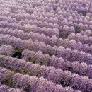 오동슈퍼 이미지