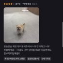 댕실댕실 이미지