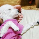 산들가축 이미지