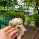 착한애견분양(원주점) 이미지