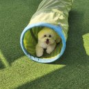 뽀송하개 재워줄개 이미지