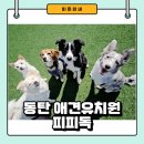 피피독 네이버블로그