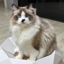 우니쿠스 이미지