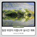 월명리 터널 이팝나무 가로수 | 밀양 위양지 이팝나무 실시간(4/26)! '달의 연인' 촬영지 완재정 개화 현황