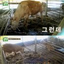 풀뜯소 농장 이미지