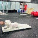 불도저 독 케어 센터 | 대전 독피트니스 바디펫 강아지 슬개골탈구 수중런닝머신 수중트레드밀 대전 슬개골치료 근육강화