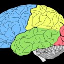 *뇌 시리즈(2) __ 대뇌피질의 역할(전두엽, 측두엽, 두정엽, 후두엽)/전두엽, 측두엽, 두정엽 좋아지는 법 * 이미지