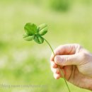 주식회사 세잎클로버 이미지