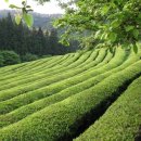 벌교버스터미널 이미지