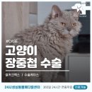 24시 성심동물메디컬센터 | 대전 고양이 병원 추천 장중첩 수술 전문 24시 성심동물메디컬센터