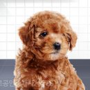 빛나는 강아지 이미지