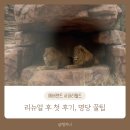 좋은자리 | 에버랜드 사파리월드 리뉴얼 후기｜좋은 자리, 아이와 다녀온 솔직후기