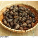 솔방울1 Daum카페