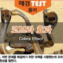 코브라 효과 (Cobra effect) 이미지