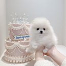 디어마이퍼피 이미지