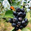 베리 핏 피티 이미지