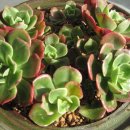 크라우스 이미지