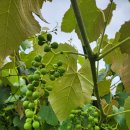 뚱이농장 이미지